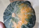 粵迎山東貝貝南瓜板栗口感源頭直發(fā)香甜兒童輔食美味粗糧新鮮蔬菜生鮮 5斤 精選裝【香甜粉糯】凈4.5斤 曬單實(shí)拍圖