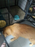 美滋元成犬狗糧 全價(jià)全營(yíng)養配方成犬狗糧全犬種通用全價(jià)狗糧 成犬糧 2.5kg 曬單實(shí)拍圖