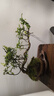 【清香木盆景】飄枝老樁花卉好養(yǎng)綠植盆栽茶桌高檔年貨帶花盆底座 酒壺盆清香木15-20+底座+小沙彌 曬單實拍圖