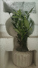 八芽小葉梔子花盆栽開(kāi)花植物室內桌面茶幾好養花卉綠植辦公室凈化空氣 小葉梔子花-陶瓷豎紋盆 帶盆栽好 曬單實(shí)拍圖
