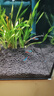 紅綠燈魚(yú)小型熱帶燈科魚(yú)活體草缸群游魚(yú)觀(guān)賞魚(yú)寶蓮燈斑馬魚(yú)孔雀魚(yú) 1.6cm左右紅綠燈5條 曬單實(shí)拍圖