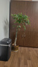 植男植女發(fā)財樹(shù)大型盆栽客廳室內真綠植辦公室開(kāi)業(yè)送禮獨桿招財樹(shù)源頭直發(fā) 曬單實(shí)拍圖