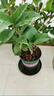開(kāi)時(shí)果 四季桂花盆栽樹(shù)苗濃香型 新中式盆景辦公室內綠植物源頭直發(fā)包郵 精品四季桂+寬條紋瓷盆 【整高約40-50cm左右】 曬單實(shí)拍圖