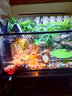 西游水族烏龜缸超白玻璃生態(tài)造景龜魚缸一體混養(yǎng)生態(tài)缸客廳專用家用飼養(yǎng)缸 50雨林豪華全套【缸+做好成品發(fā)貨+設(shè)備】 曬單實拍圖