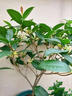 臨雅四季桂花盆栽樹(shù)苗新中式盆景矮樁辦公室綠植物花瓣瓷盆源頭直發(fā) 曬單實(shí)拍圖