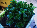 四季常青金魚花吊蘭盆栽室內(nèi)綠植花卉多肉植物發(fā)財(cái)樹好養(yǎng)易活客廳 金魚吊蘭原土盆【買1送1發(fā)兩盆】 曬單實(shí)拍圖