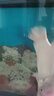 坤寧王 日本黃粉魚專用藥爛尾爛肉錦鯉金魚白點(diǎn)凈水霉病魚樂寶魚缸殺菌 曬單實(shí)拍圖