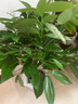 行湘平安樹盆栽大型綠植新房植物 平安樹1-1.2米+菱形樹脂盆 源頭直發(fā) 曬單實(shí)拍圖