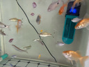 備能 土霉素魚(yú)藥爛尾爛肉白點(diǎn)充血腸炎魚(yú)用烏龜藥白眼病腐皮爛甲100片 曬單實(shí)拍圖