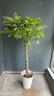 花財主大型盆栽綠植 檸檬樹(shù)鴨腳木發(fā)財樹(shù)天堂鳥(niǎo)綠植室內客廳大盆栽 辮子發(fā)財樹(shù)【1.2-1.4】 含盆 曬單實(shí)拍圖