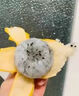瑞口福海南燕窩果新鮮水果禮盒麒麟果熱帶水果【多地隔日達】精選禮盒 甄選燕窩果8枚【精美禮盒裝】 曬單實(shí)拍圖
