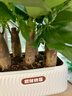 雙盟植物室內綠植盆栽花卉擺件三桿發(fā)財樹(shù)室內招財納福膠盆源頭直發(fā) 曬單實(shí)拍圖