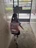 TigerFamily虎米兒童書(shū)包小學(xué)生1-3年級女男護脊減負大容量雙肩背包 曬單實(shí)拍圖