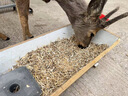 新型鹿專(zhuān)用飼料麋鹿梅花鹿飼料糧食顆粒飼料熟化顆粒易吸收營(yíng)養全 鹿精料50斤 曬單實(shí)拍圖