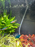 徹朗納米氣盤魚(yú)缸氧氣盤增氧霧化細(xì)化器氣泡石 綿密霧化【5cm+全套配件】 曬單實(shí)拍圖