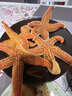 海星鮮活派大星新鮮熟凍速凍海星滿(mǎn)籽海鮮野生五角星食用海星順豐 【2斤裝】滿(mǎn)籽滿(mǎn)黃 蟹黃口感 曬單實(shí)拍圖