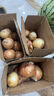 新鮮黃洋蔥黃金水果洋蔥即食蔬菜調(diào)料燒烤食材 新鮮黃洋蔥 2斤 含箱 曬單實(shí)拍圖