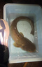達億瓦（DAIWA）進口臺釣竿并繼竿碳素纖維魚竿野釣鯽鯉魚超輕細超硬手竿十大品牌 3.6m 玄峰-含后堵重82克 曬單實拍圖