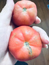 山東壽光普羅旺斯生吃西紅柿新鮮沙瓤自然熟水果番茄粉柿生鮮 沙瓢西紅柿 1g 3斤裝[粉果沙瓤] 曬單實(shí)拍圖