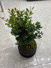八芽 小葉赤楠盆景擺件室內(nèi)綠植花卉盆栽老樁客廳辦公室桌面好養(yǎng)植物 【推薦款】小葉赤楠+舍得紫砂盆+苔蘚鋪面+底座 曬單實拍圖