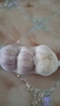 大蒜頭出口品質(zhì)網(wǎng)兜紫蒜蔬菜調(diào)料新鮮大果燒烤火鍋食材 【精品網(wǎng)兜裝】3頭 0.24g 曬單實拍圖