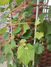 花賽特大巨峰藍寶石紅富士葡萄苗南北方種植耐寒庭院爬藤無(wú)籽葡萄樹(shù)苗 藍寶石葡萄 3年苗【明年結果】 曬單實(shí)拍圖