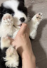 寵六福純種邊牧幼犬隕石邊境牧羊犬寵物狗狗活體小狗活物幼崽 寵物級 公 曬單實(shí)拍圖