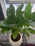 京云夢(mèng)發(fā)財(cái)樹小盆栽花卉辦公室綠植招財(cái)送禮單桿發(fā)財(cái)樹甜甜圈源頭直發(fā) 曬單實(shí)拍圖
