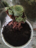 多肉植物組合室內(nèi)小盆栽辦公室桌面高端綠植花卉帶陶瓷盆好養(yǎng)肉肉 山地玫瑰+白瓷盆+竹托 曬單實(shí)拍圖
