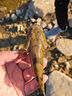 化氏魚(yú)餌配方鋼彈2號大紅鯽深海元素野釣腥香拉餌鯽魚(yú)打窩魚(yú)餌料 化氏246號-化老師成名配方 曬單實(shí)拍圖