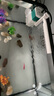 闊庭魚缸懶人魚缸家用客廳辦公室金魚缸過濾魚缸黑色款 曬單實拍圖