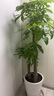 嘆為觀止發(fā)財樹客廳大盆栽開業(yè)送禮喬遷室內(nèi)綠植三桿步步高樹盆景大棵 粗桿步步高【1.8-2米】塑料福盆 含盆 曬單實拍圖