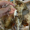 舟山梭子蟹鮮活特大野生大螃蟹新鮮冷凍海鮮水產(chǎn)海蟹飛蟹白蟹順豐 7-9兩/只【5斤凈重 特大肥壯】 曬單實拍圖
