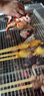 游牧御品大魷魚(yú)5串 鐵板魷魚(yú)須 烤串烤肉 燒烤食材 火鍋串 脆爽海鮮菜肴 曬單實(shí)拍圖