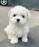 寵六福純種比熊幼犬寵物狗狗活體小狗活物幼崽小型犬 寵物級 公 曬單實拍圖