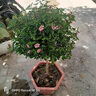 曄忻小木槿棒棒糖盆栽植物室內(nèi)室外陽臺庭院好養(yǎng)開花耐寒耐旱易爆花卉小木槿棒棒糖-70-80高】 曬單實拍圖