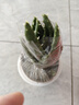 綠有意蘆薈盆栽室內除甲醛凈化空氣植物辦公桌仙人掌多肉四季好養花卉 大號蘆薈（早安自動(dòng)吸水盆）送肥料 含盆 曬單實(shí)拍圖