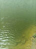 魚(yú)耀肥水668肥水培藻水產(chǎn)肥水產(chǎn)養殖低溫液態(tài)魚(yú)蝦育苗肥水膏調水產(chǎn)品 單袋裝（建議詢(xún)問(wèn)客服用法用量） 曬單實(shí)拍圖