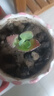榮郁 多肉植物蕾絲公主寬葉不死鳥(niǎo)大葉落地生根綠植迷你盆栽 1棵小苗5-6厘米苗子 不含盆 曬單實(shí)拍圖