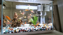 蝶翼斑馬魚(yú)長(cháng)尾長(cháng)鰭觀(guān)賞魚(yú)冷水小型淡水金魚(yú)活體好養淡水觀(guān)賞魚(yú) 翡翠綠3.5-4厘米5+1條備損發(fā)6 曬單實(shí)拍圖