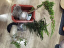 八芽六月雪盆栽辦公室綠植桌面好養(yǎng)花卉植物室內(nèi)擺件禪意四季常青盆景 六月雪-小漣漪盆-密胺托盤 帶盆栽好 曬單實(shí)拍圖