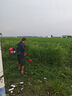 PUANGD普朗德汽油割草機(jī)大功率打草機(jī)四沖程背負(fù)式除草機(jī)農(nóng)用開(kāi)荒割灌機(jī) 曬單實(shí)拍圖