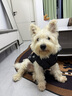 超可耐防風(fēng)防水柯基衣服柴犬雪納瑞泰迪冬季保暖狗狗衣服2025可牽引棉衣 隕石灰 XL碼（適合15-19斤） 曬單實(shí)拍圖