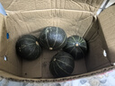 京鮮生 山東貝貝南瓜凈重5斤(品種：麻籽) 中果300g+ 板栗香 源頭直發(fā) 曬單實(shí)拍圖