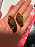 萬景 北海生蠔干 凈重250g/袋 牡蠣干煲湯煮粥 海產(chǎn)干貨 源頭直發(fā) 曬單實拍圖