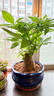 大型植物發(fā)財樹(shù)各種大顆盆栽開(kāi)業(yè)喬遷客廳辦公室內好養大型綠植 獨桿發(fā)財樹(shù)40-50cm（不含盆） 曬單實(shí)拍圖
