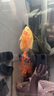 松寶（sobo）魚缸增氧泵 養(yǎng)魚氧氣泵打氧機 小型家用充氧泵充氧機 AR-06單孔3W 曬單實拍圖