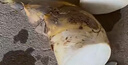 順豐福建馬蹄筍臺灣綠竹筍新鮮現挖水果甜筍夏筍竹筍生吃4斤春筍 精選大筍4斤【順豐快遞】 曬單實(shí)拍圖