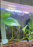 派樂(lè )特 魚(yú)缸過(guò)濾棉水族箱材料生化棉過(guò)濾器加厚高密度養魚(yú)用品白綠棉 曬單實(shí)拍圖