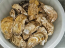 生蠔山東大生蠔鮮活牡蠣肉質(zhì)肥美凈重5斤原產(chǎn)地直發(fā)到家 5斤XL【約28-33個(gè)】清蒸版 曬單實(shí)拍圖